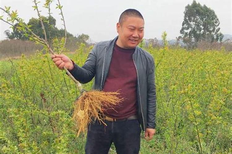 大棚李子树上的卷叶虫怎么消灭和预防
