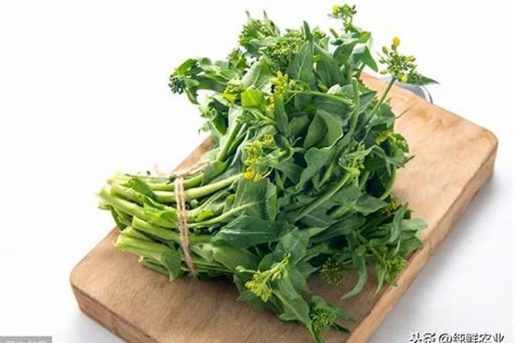 ...白菜,瓢儿菜,菜心等蔬菜,要用什么叶面肥,什么药治虫,治各种疾病百 ...