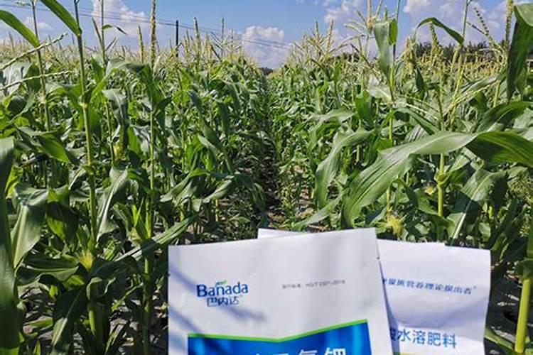久阴诈晴番茄喷施哪种叶面肥好？
