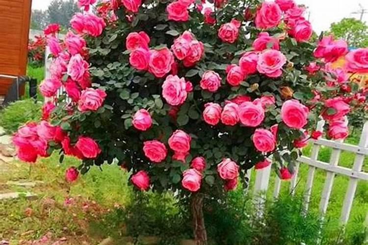 磷酸二氢钾浇月季花使用方法