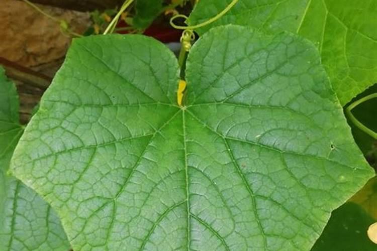 黄瓜施肥的正确方法 黄瓜生长期如何施肥