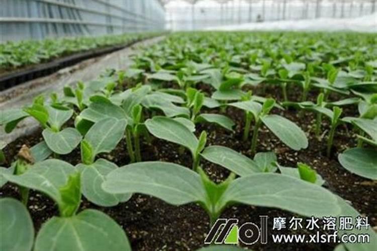 育苗基质加什么肥料
