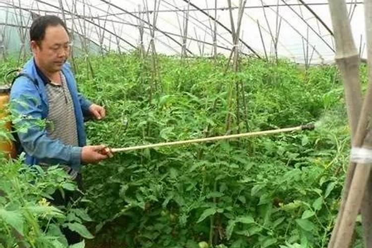 罗汉松矮化增粗,追施复合肥并喷洒矮壮素