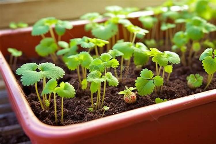 草莓苗种植多久能施肥 草莓苗要怎么施肥