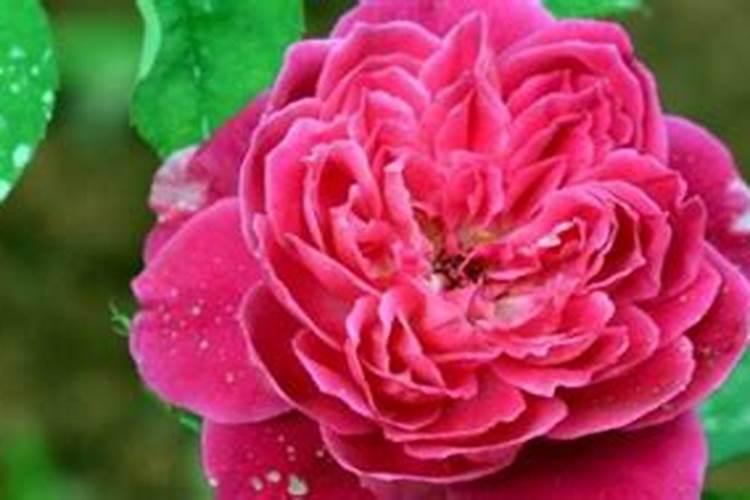 月季移栽多久施肥 月季移植后应当何时施肥？