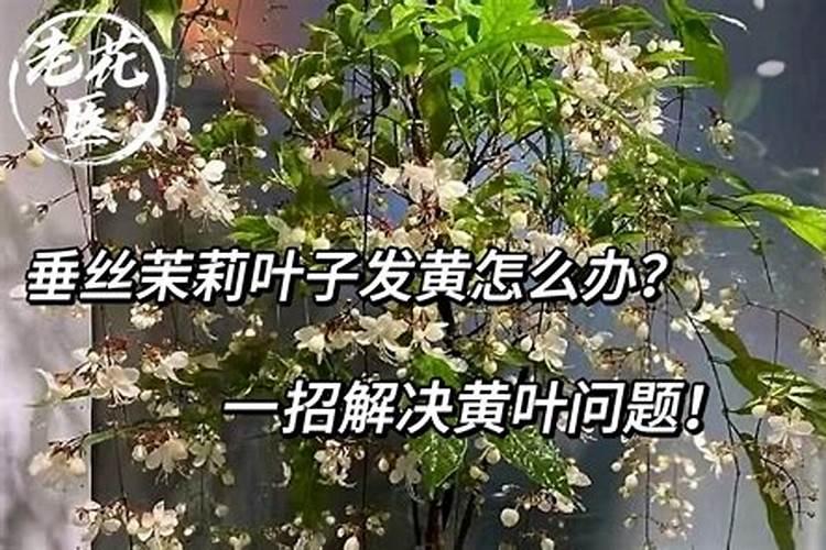 垂丝茉莉小苗几年开花