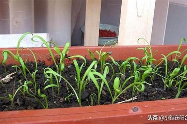 为使菠菜长得快应选用什么肥料
