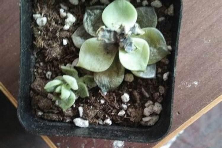 多肉需要哪些肥料