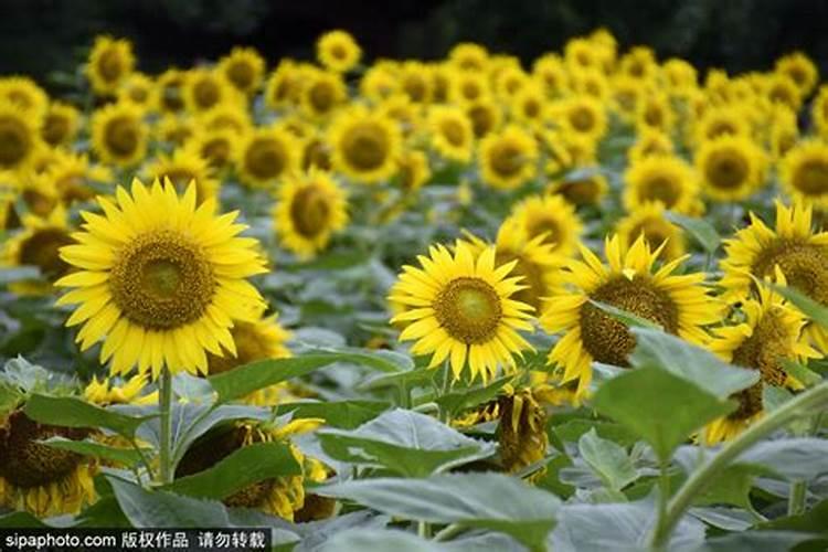 火龙珠怎么水养