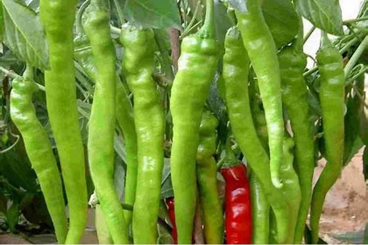 我国无机化工工业的发展方向