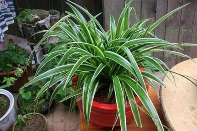 金边吊兰叶子发软无力怎么补救