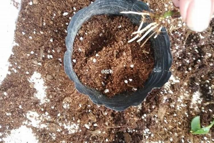 月季花小苗怎么施肥