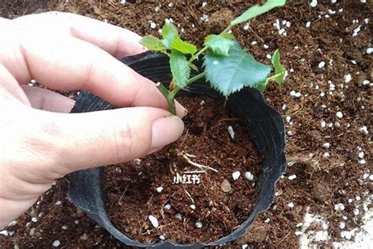 月季小苗施肥时间和方法