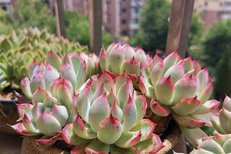 多肉肥料能给酸性植物施肥吗？