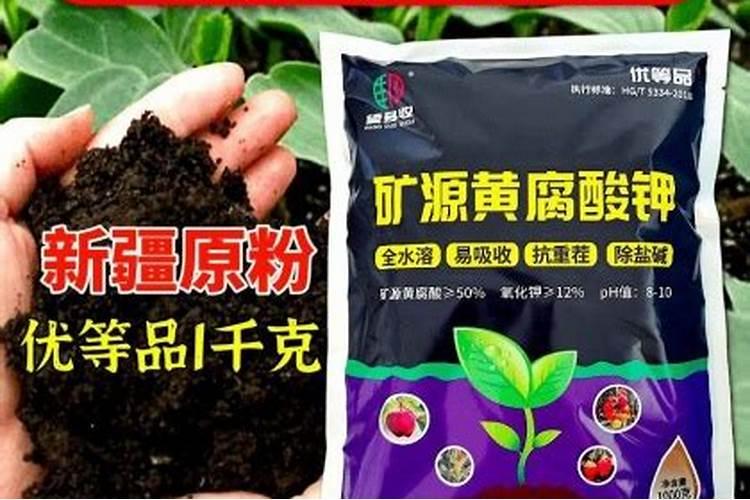 盛产花椒树现在能在根部冲施什么肥料？
