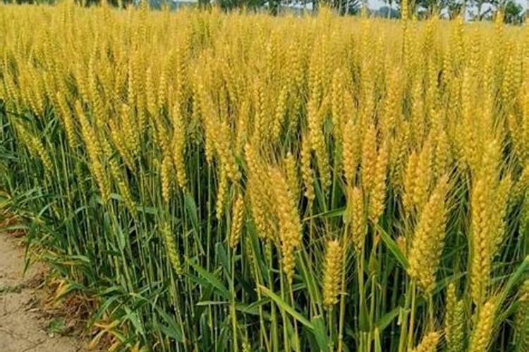 油菜施磷增产 小麦施锌肥