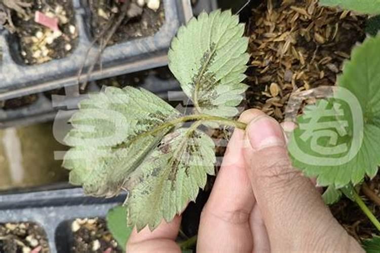 草莓喜肥吗 喜欢施什么肥料