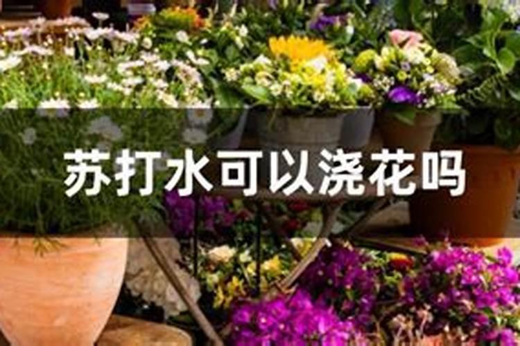 辣椒卷叶怎么回事？