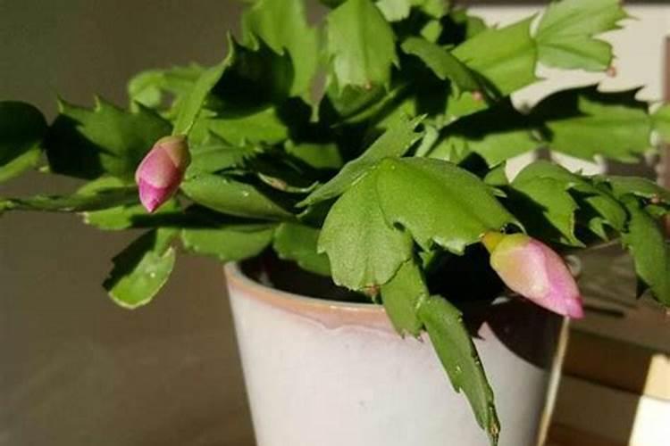 蟹爪兰的种植方法