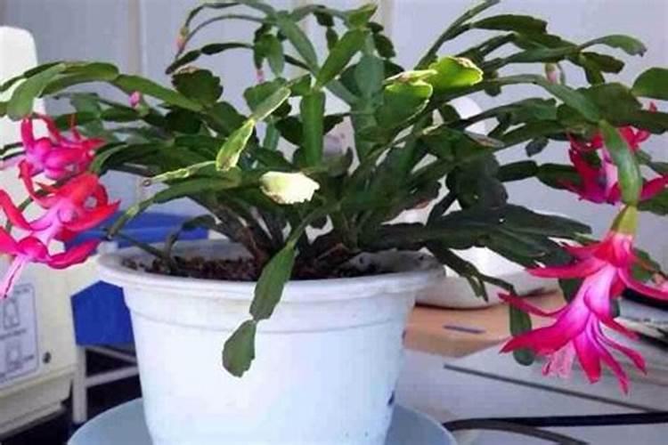 如何让蟹爪兰快速生根