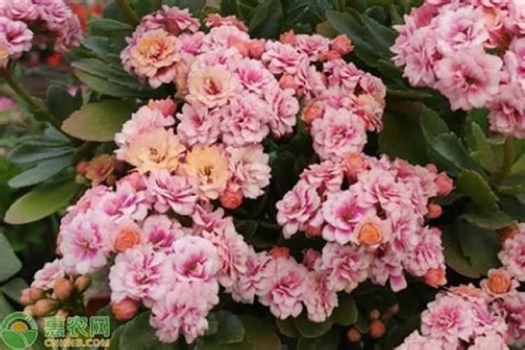 鱼塘里面的水没有藻相怎么办？