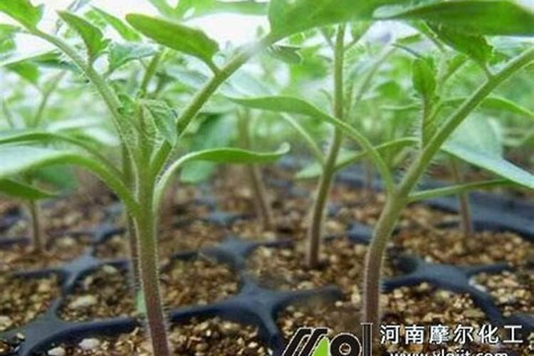如何识别几种蔬菜施肥过量所引起的生理病害