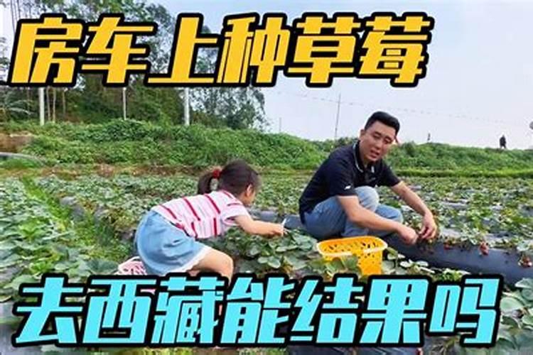 草莓打什么叶面肥叶片变肥变厚？喜满地叶魔方促进叶片快速生长肥大百度...