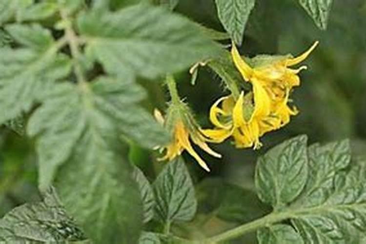 西红柿花期能喷施叶面肥吗
