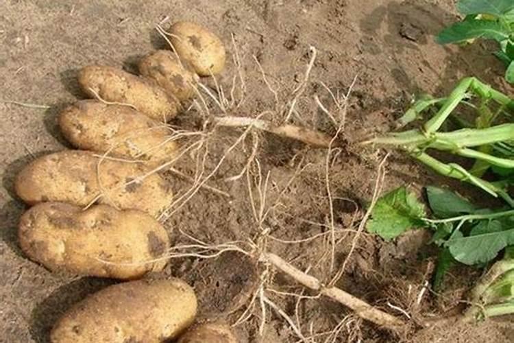 马铃薯上什么肥料产量高？马铃薯膨大用什么肥料好？