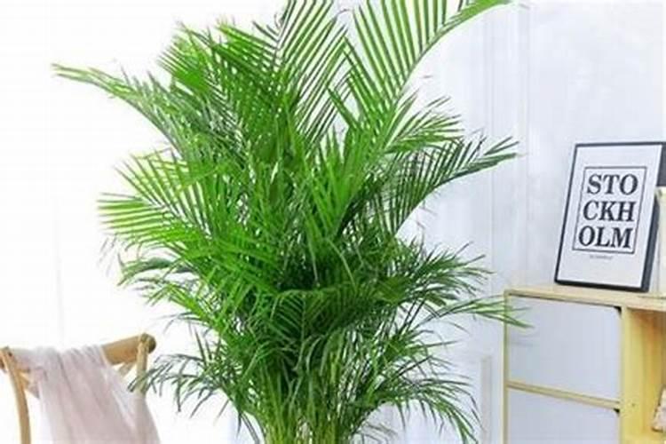 夏威夷竹叶尖发黑怎么办