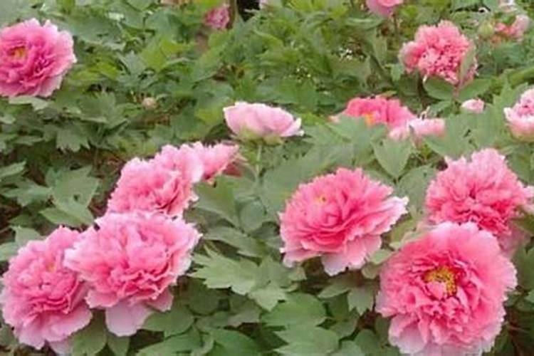 牡丹花施什么肥好