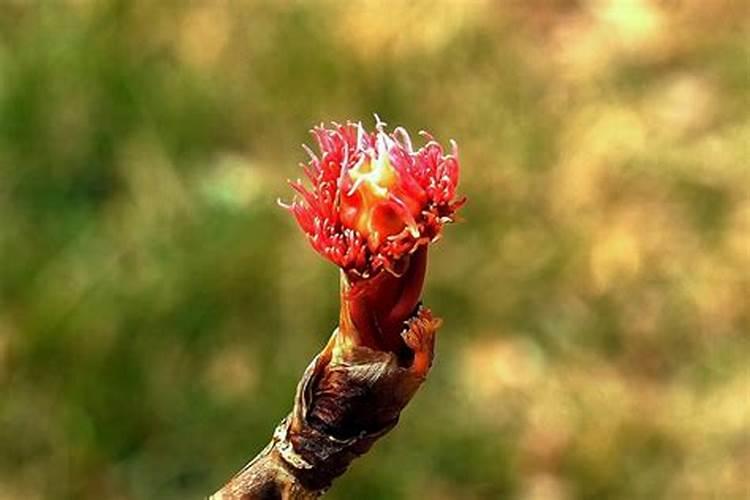 牡丹叶面肥打什么