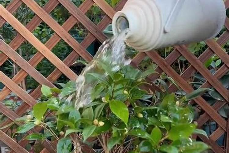 氮肥养花一克用多少水兑