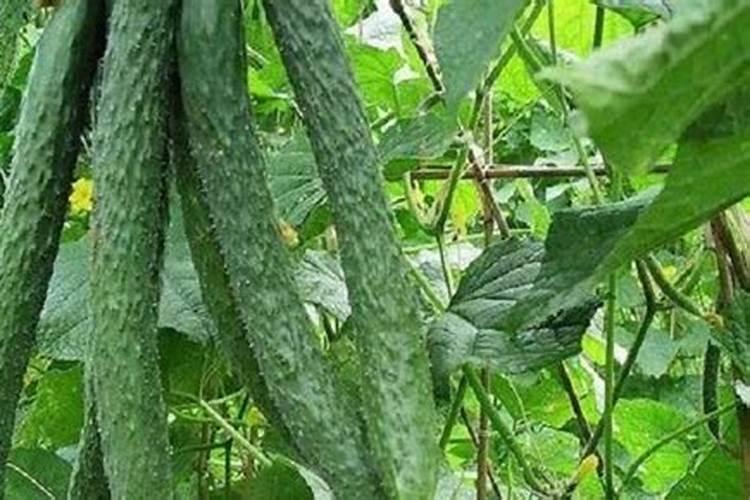 黄瓜追肥用什么肥料好