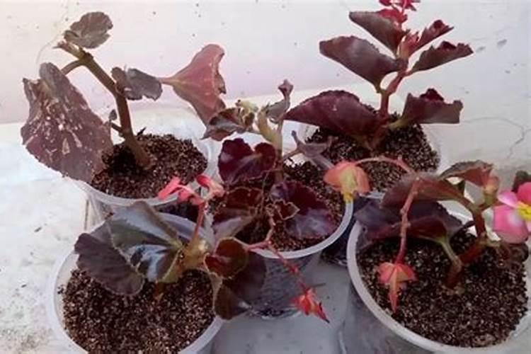 竹节秋海棠的养殖方法及注意问题