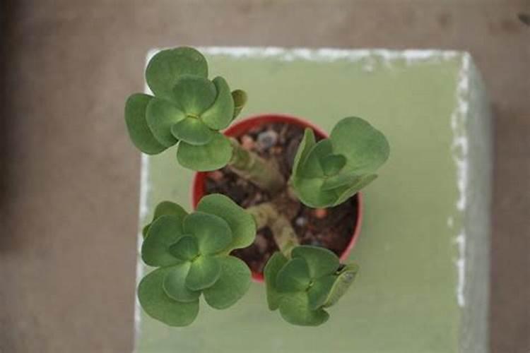 黄褐斑怎么祛除？