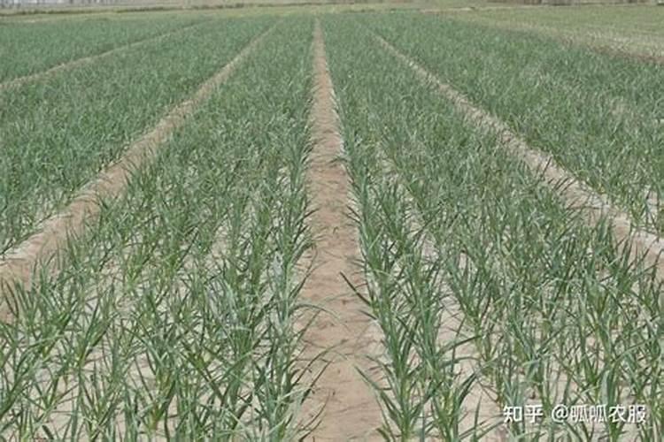 用什么肥水养护观叶植物叶片绿油油