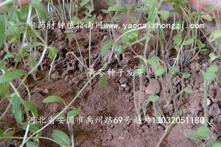 一年生的小葡萄树苗可以用硅肥吗