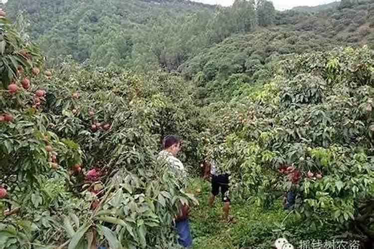 荔枝怎么才能提高产量