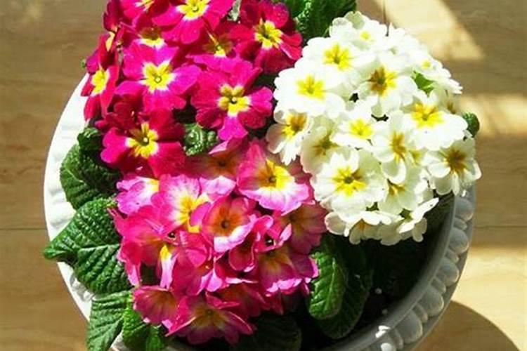 冬季花卉应如何防冻