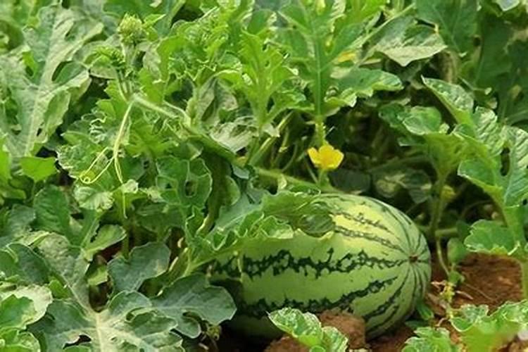 西瓜怎样让果实快速膨大？西瓜果实膨大需要什么肥料？西瓜叶面肥用金泰靓...