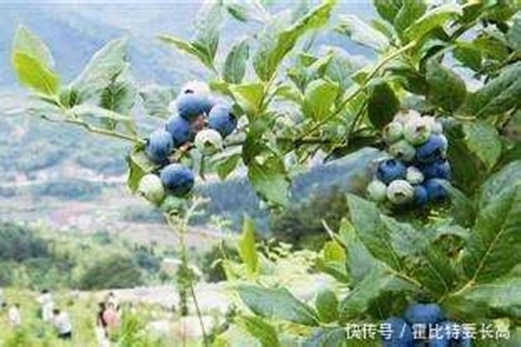 蓝莓施什么肥最好