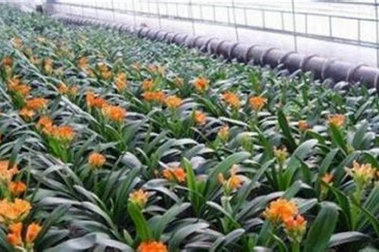 春天兰花多久浇一次水 怎么养护长得旺盛