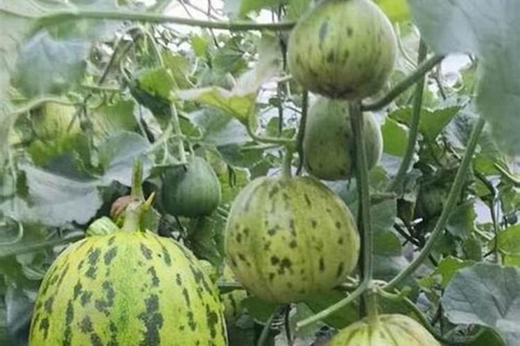香瓜施什么肥料最好