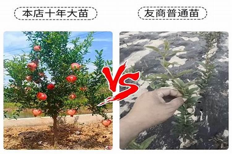 花卉石榴树的养殖方法(石榴花树怎么养)