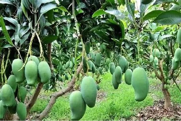 芒果施肥时间和方法简介