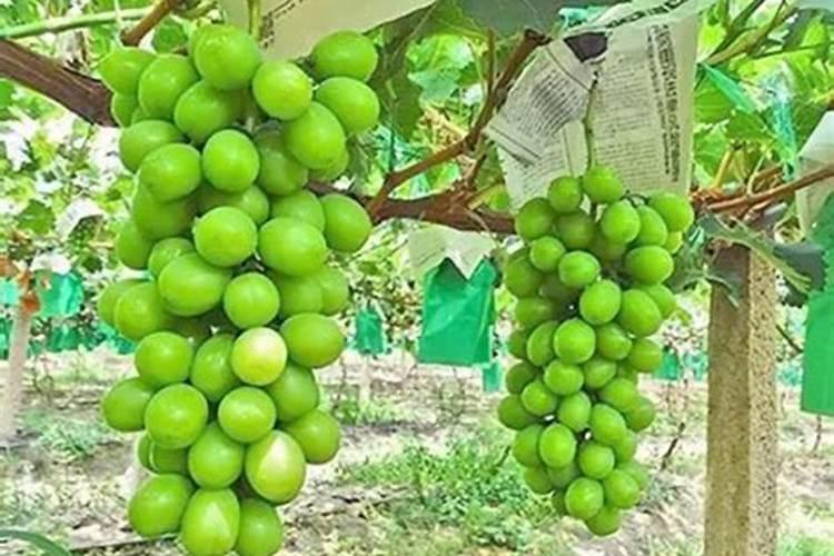 葡萄密要采取什么措施来保果