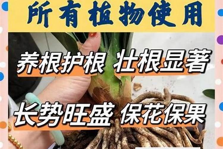 什么肥料能促长植物的根