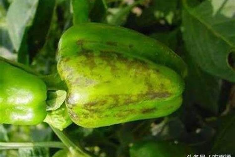 想要防治辣椒紫斑病,应该如何防治？