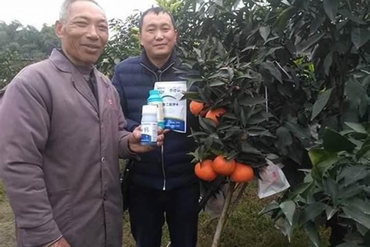 秋茬番茄定植后,怎么做可以防病促产结果多？
